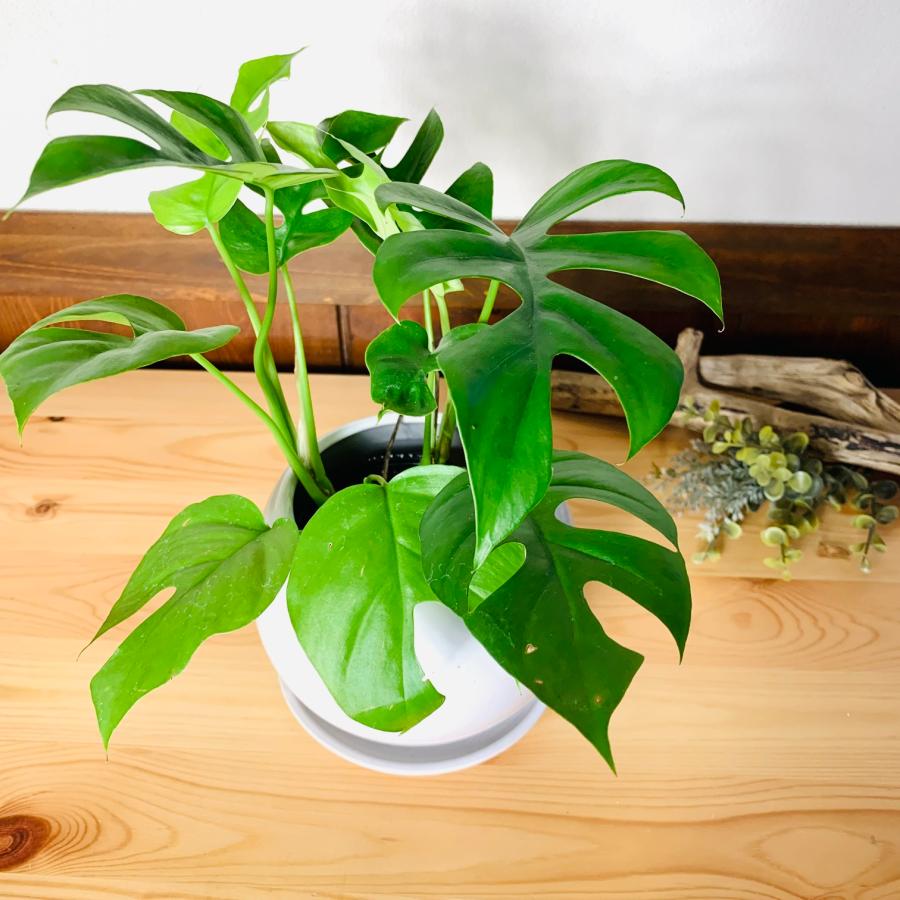 観葉植物　おしゃれ　モンステラ 　4号鉢　たまご陶器鉢　受け皿付き　インテリア　室内　ギフト |  | 01