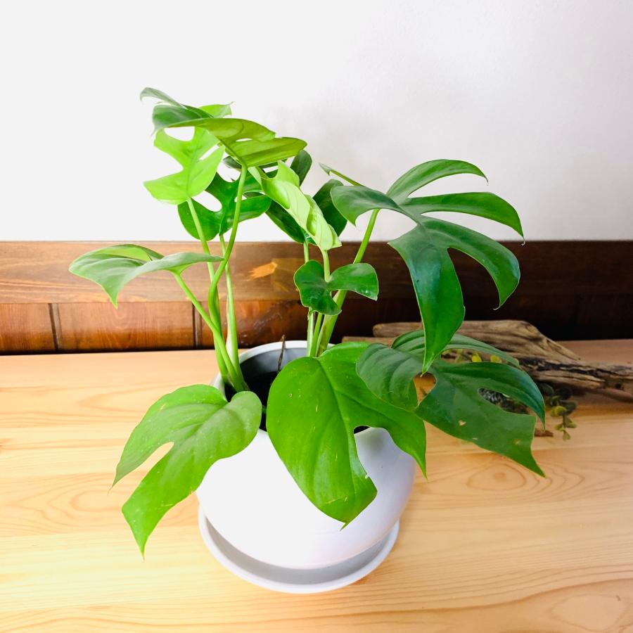 観葉植物　おしゃれ　モンステラ 　4号鉢　たまご陶器鉢　受け皿付き　インテリア　室内　ギフト |  | 02