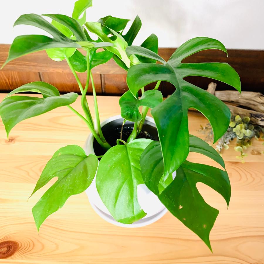 観葉植物　おしゃれ　モンステラ 　4号鉢　たまご陶器鉢　受け皿付き　インテリア　室内　ギフト |  | 03
