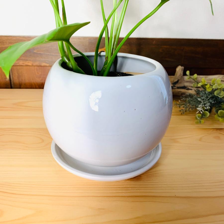 観葉植物　おしゃれ　モンステラ 　4号鉢　たまご陶器鉢　受け皿付き　インテリア　室内　ギフト |  | 04