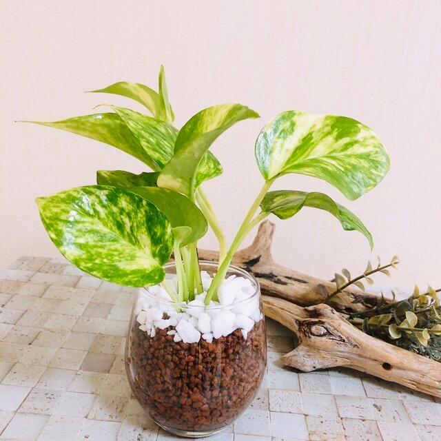 ゴールデンポトス 土を使わない空気浄化プランツ 観葉植物 インテリア 221 Lovely Pocket 通販 Yahoo ショッピング