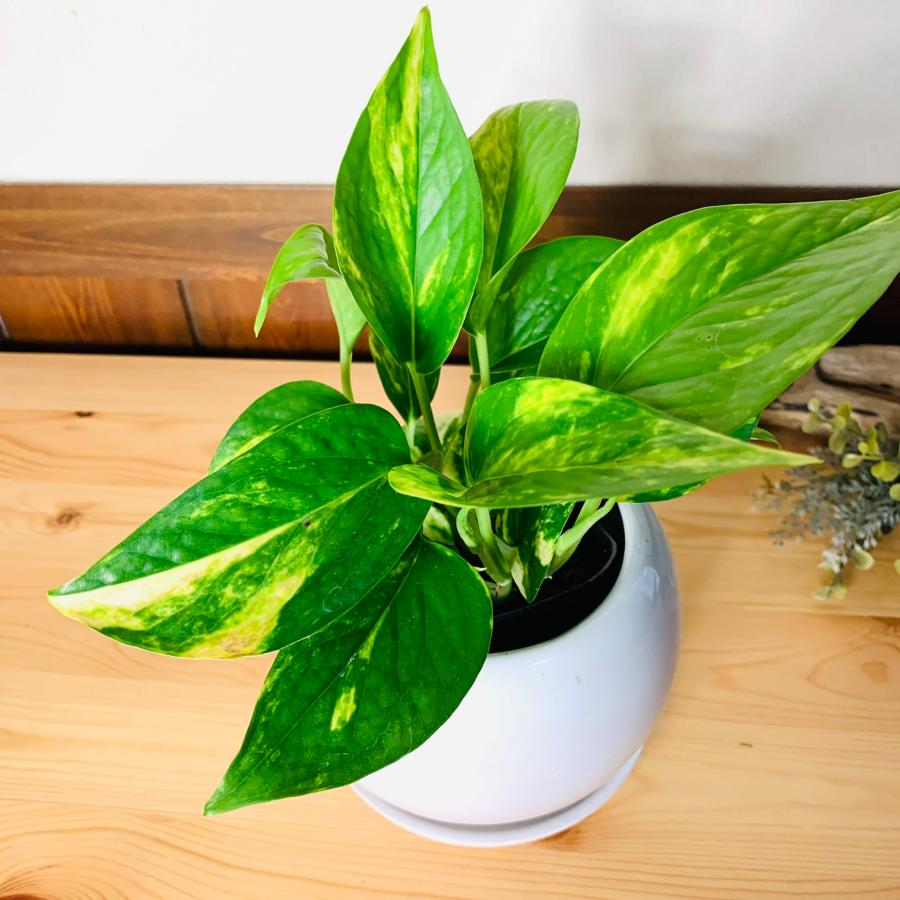 観葉植物 おしゃれ ポトス ゴールデン 4号鉢 たまご陶器鉢 受け皿付き