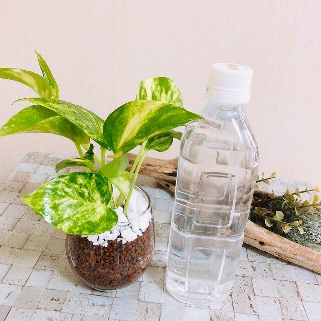 ゴールデンポトス 土を使わない空気浄化プランツ 観葉植物 インテリア 221 Lovely Pocket 通販 Yahoo ショッピング