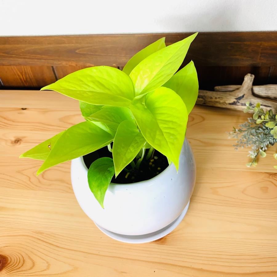 観葉植物　おしゃれ　ポトス　ライム 　4号鉢　　たまご陶器鉢　受け皿付き　インテリア　ギフト　引っ越し |  | 01