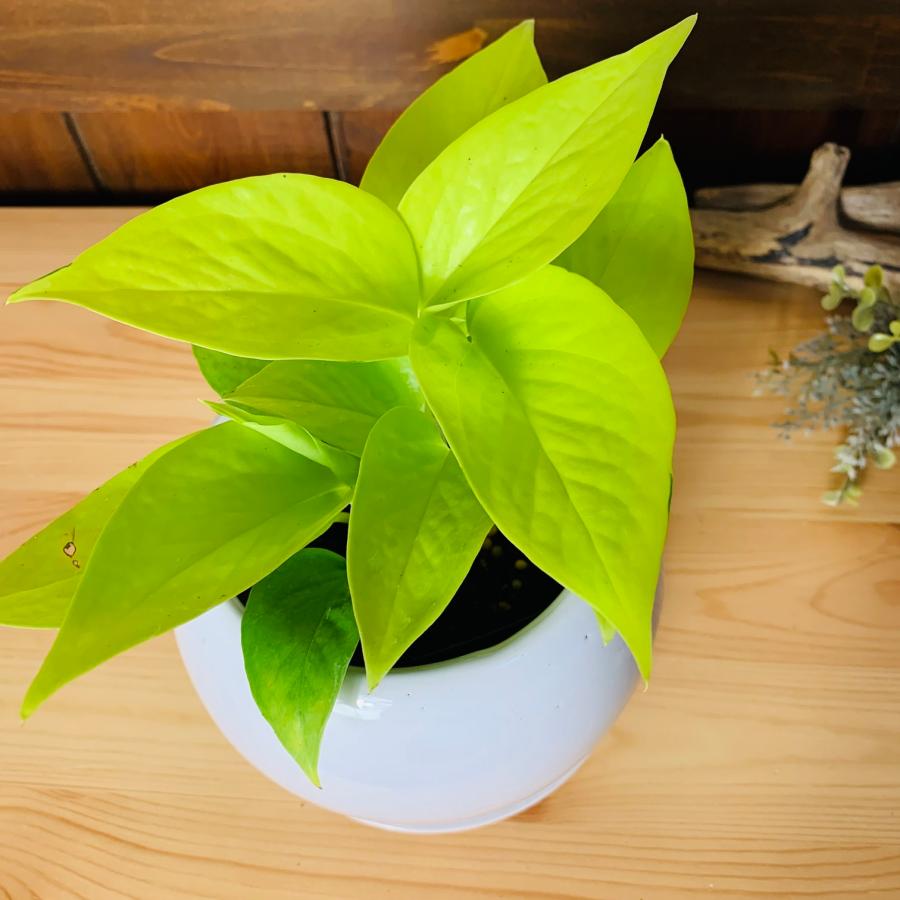 観葉植物　おしゃれ　ポトス　ライム 　4号鉢　　たまご陶器鉢　受け皿付き　インテリア　ギフト　引っ越し |  | 02