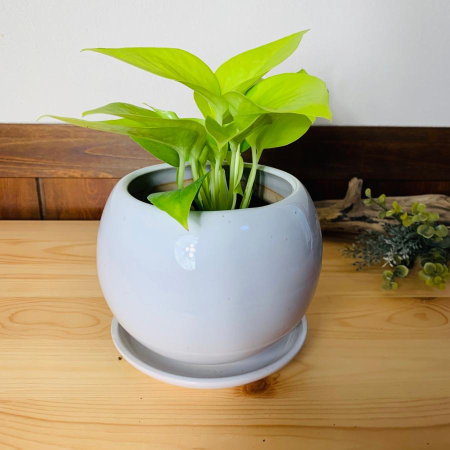 観葉植物　おしゃれ　ポトス　ライム 　4号鉢　　たまご陶器鉢　受け皿付き　インテリア　ギフト　引っ越し |  | 03