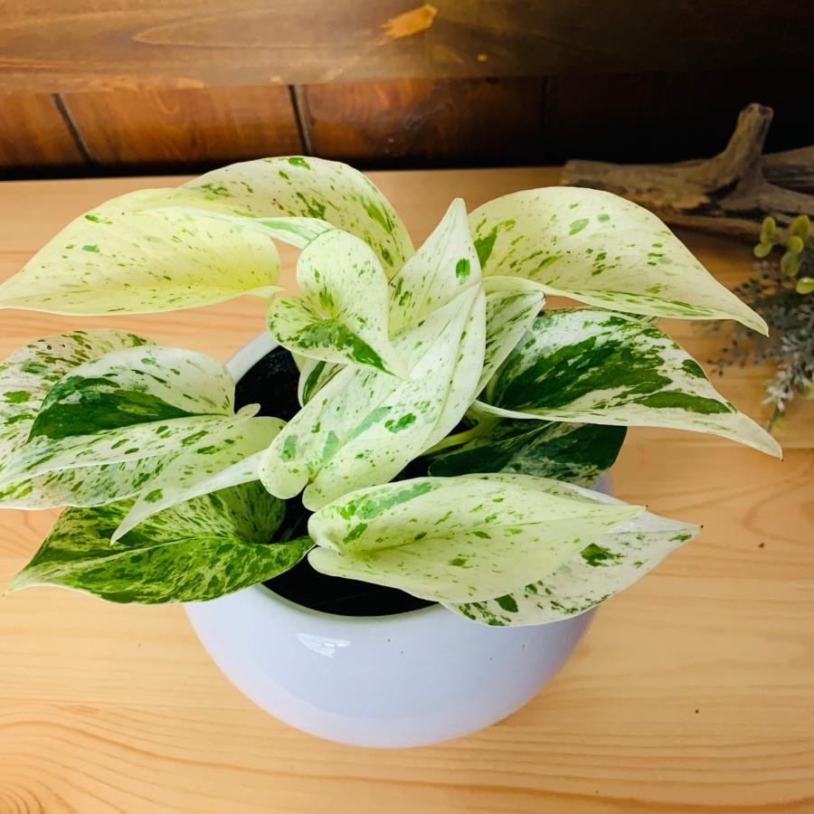観葉植物　おしゃれ　ポトス　マーブルクイーン　4号鉢　たまご陶器鉢　受け皿付き　インテリア　室内　ギフト　 |  | 02