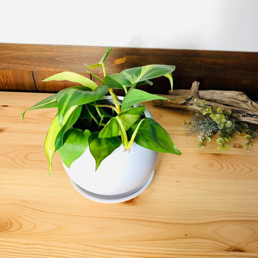 観葉植物　おしゃれ　オキシカルジュウム　ブラジル　4号鉢　たまご陶器鉢　受け皿付き　インテリア　室内 | 