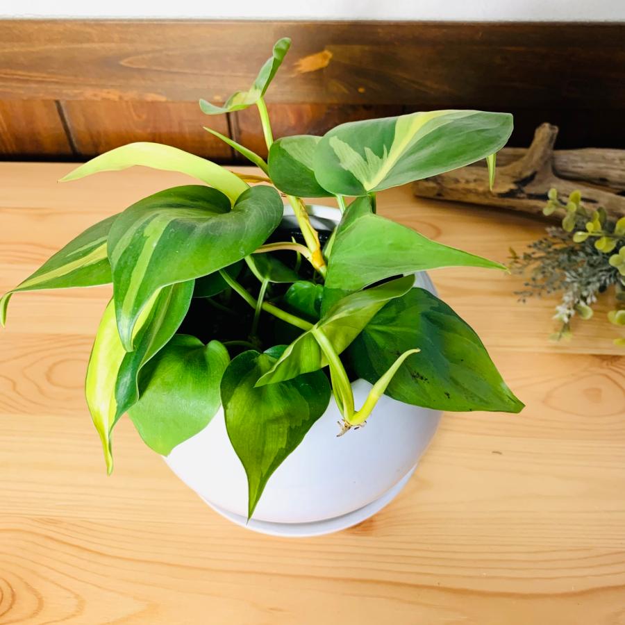 観葉植物　おしゃれ　オキシカルジュウム　ブラジル　4号鉢　たまご陶器鉢　受け皿付き　インテリア　室内 |  | 01