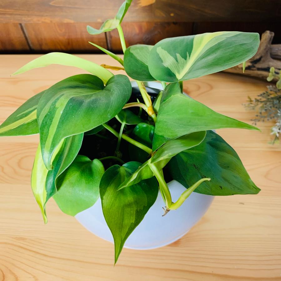 観葉植物　おしゃれ　オキシカルジュウム　ブラジル　4号鉢　たまご陶器鉢　受け皿付き　インテリア　室内 |  | 02