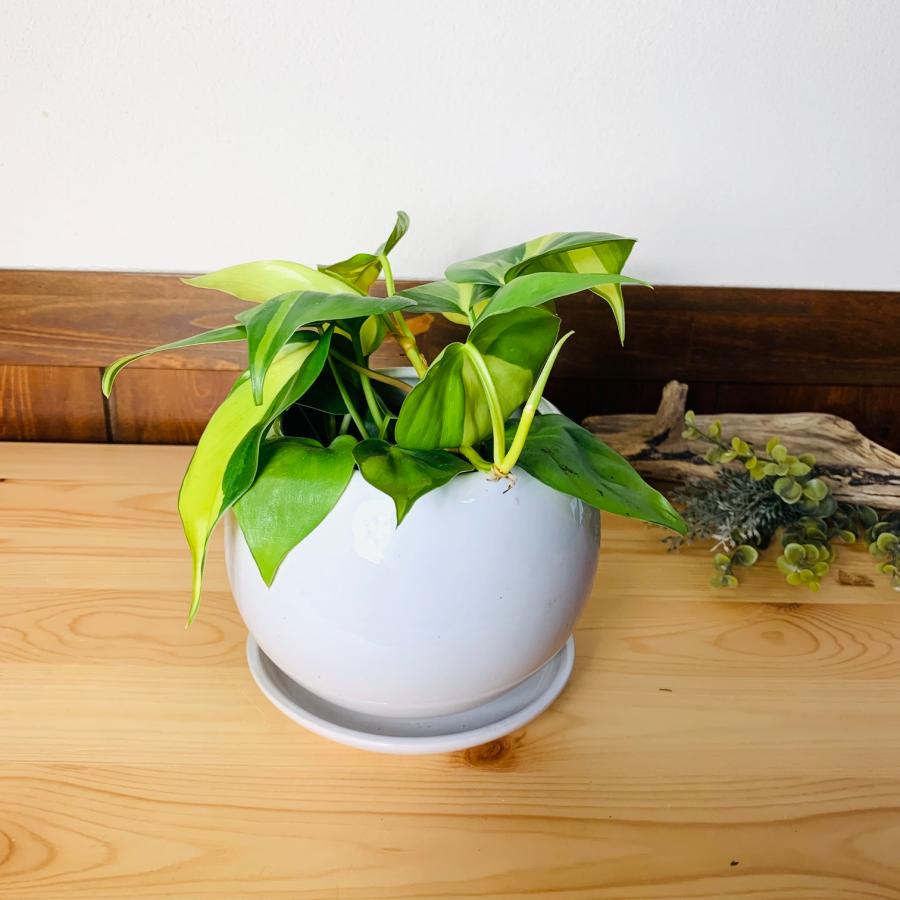 観葉植物　おしゃれ　オキシカルジュウム　ブラジル　4号鉢　たまご陶器鉢　受け皿付き　インテリア　室内 |  | 03