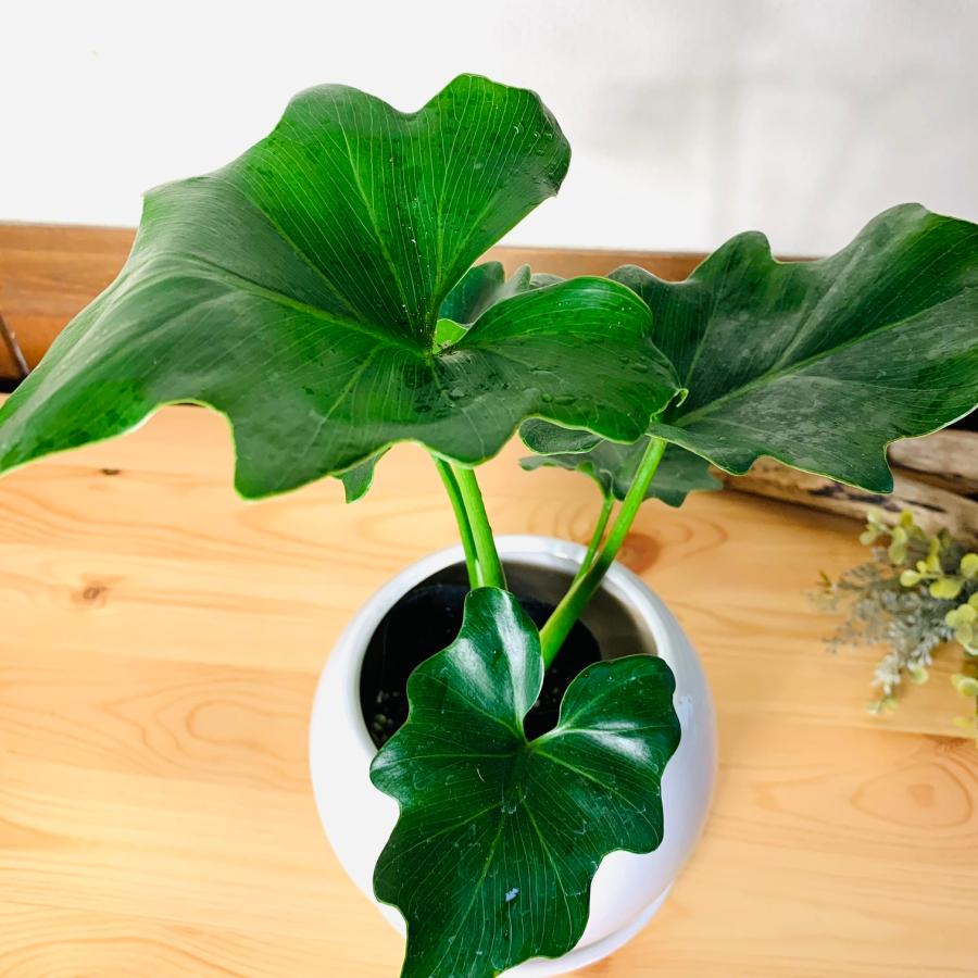 観葉植物　おしゃれ　セローム　4号鉢　　たまご陶器鉢　受け皿付き　インテリア　引っ越し　室内 |  | 02