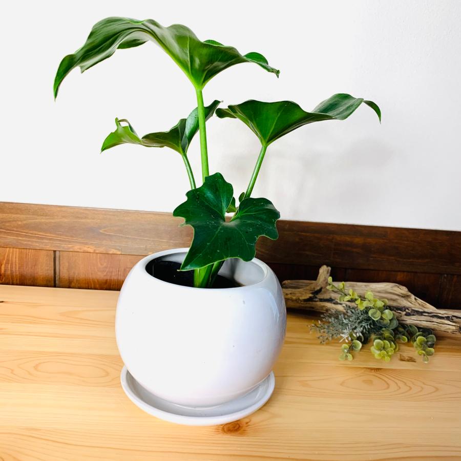 観葉植物　おしゃれ　セローム　4号鉢　　たまご陶器鉢　受け皿付き　インテリア　引っ越し　室内 |  | 03