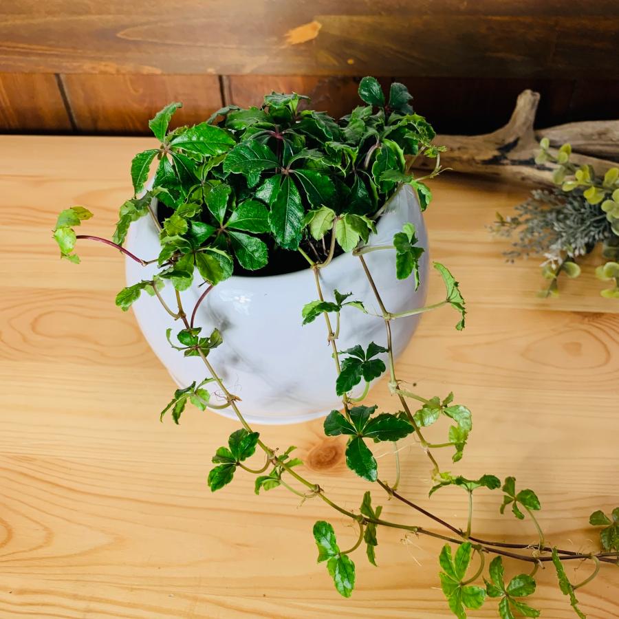 観葉植物　おしゃれ　シュガーバイン　4号鉢 たまご鉢　　受け皿付き　室内　インテリア　 |  | 01