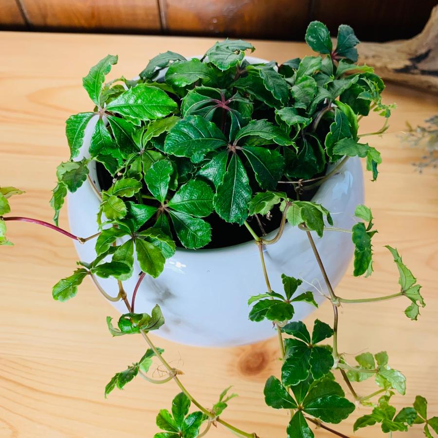 観葉植物　おしゃれ　シュガーバイン　4号鉢 たまご鉢　　受け皿付き　室内　インテリア　 |  | 02