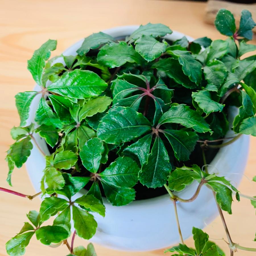 観葉植物　おしゃれ　シュガーバイン　4号鉢 たまご鉢　　受け皿付き　室内　インテリア　 |  | 03