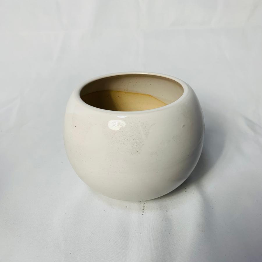 観葉植物　おしゃれ　シュガーバイン　4号鉢 たまご鉢　　受け皿付き　室内　インテリア　 |  | 04