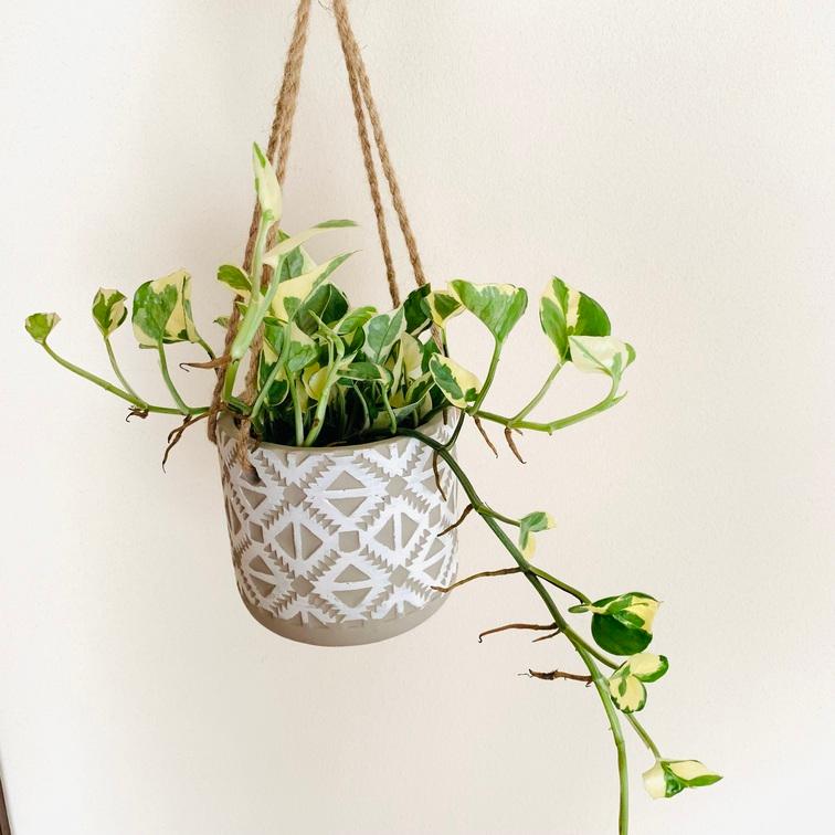 1044円 定番の冬ギフト インテリア セット ガジュマル テーブルヤシ ハイドロカルチャー ラウンドグラス 観葉植物 引っ越し祝い 開店祝い