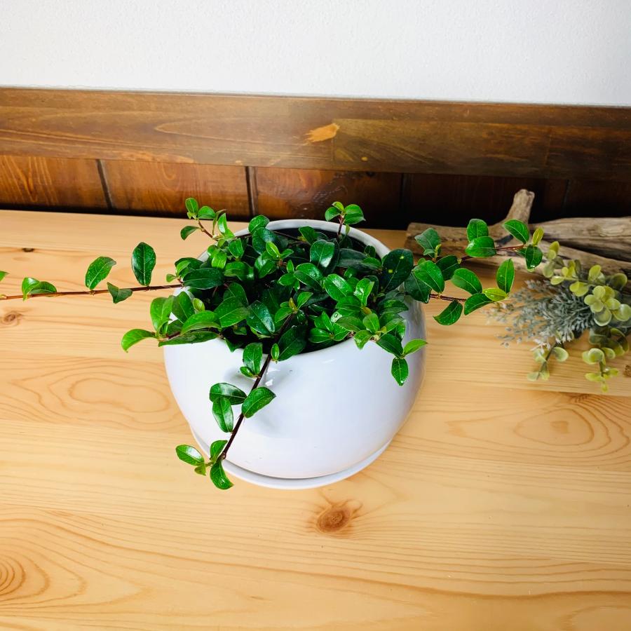 観葉植物　おしゃれ　ガジュマル　つる性ガジュマル 　たまご陶器鉢　受け皿付き　フィカス　4号鉢　インテリア　 | 