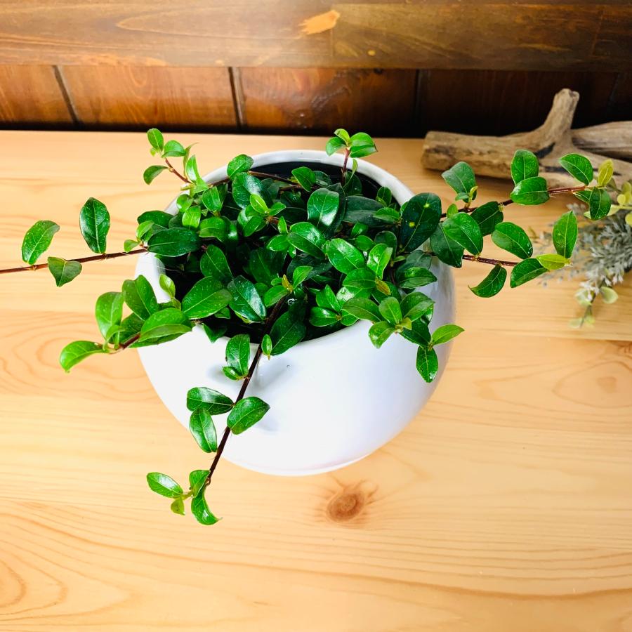 観葉植物　おしゃれ　ガジュマル　つる性ガジュマル 　たまご陶器鉢　受け皿付き　フィカス　4号鉢　インテリア　 |  | 01