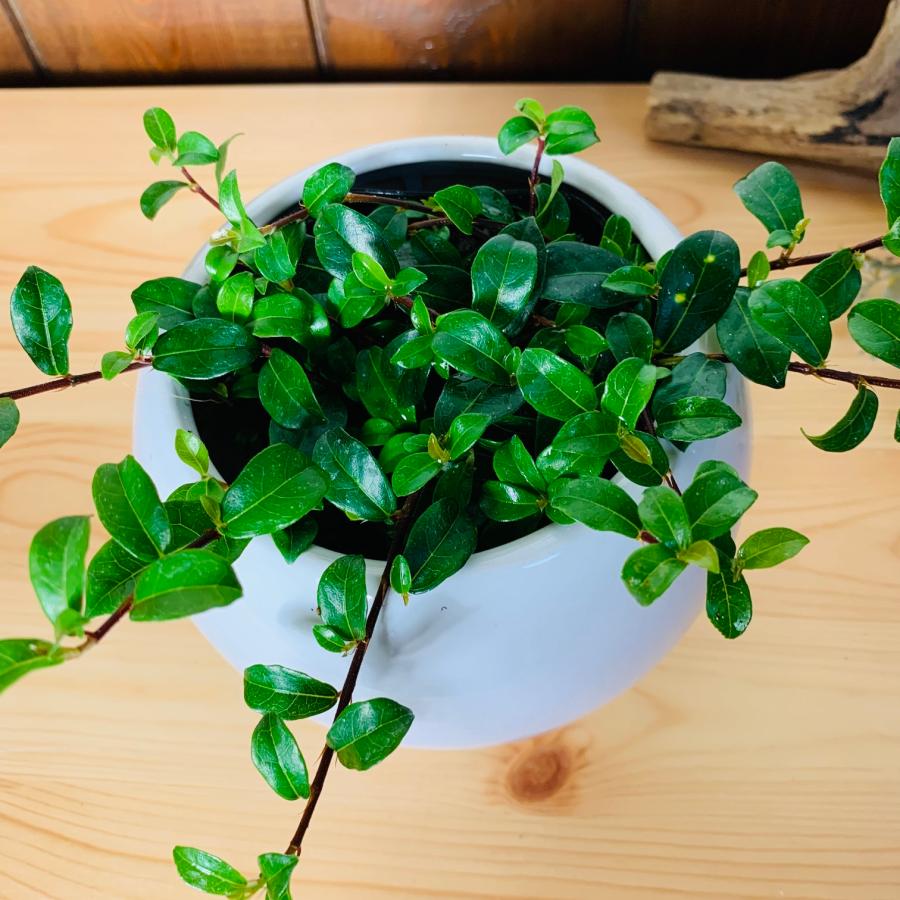 観葉植物　おしゃれ　ガジュマル　つる性ガジュマル 　たまご陶器鉢　受け皿付き　フィカス　4号鉢　インテリア　 |  | 02