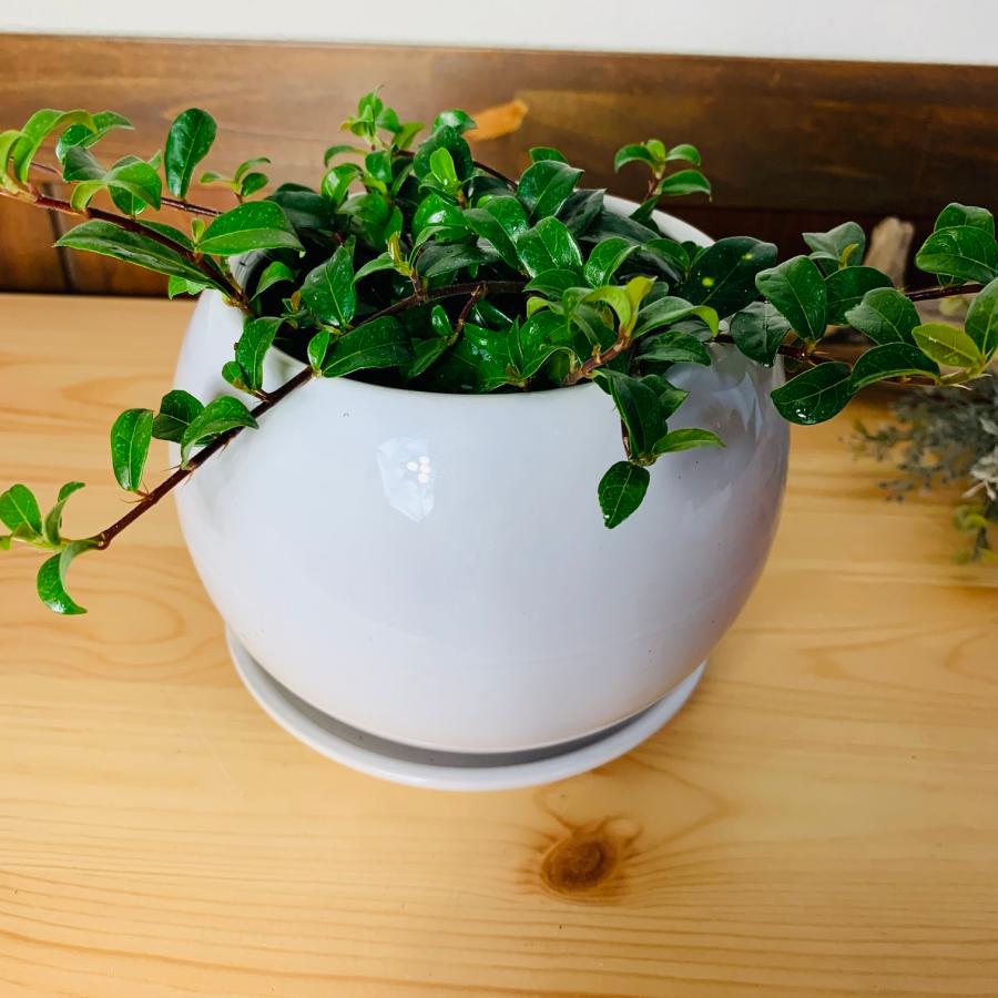 観葉植物　おしゃれ　ガジュマル　つる性ガジュマル 　たまご陶器鉢　受け皿付き　フィカス　4号鉢　インテリア　 |  | 03