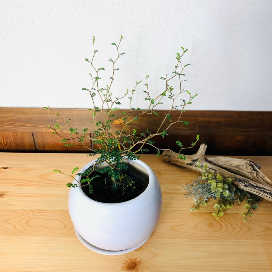 観葉植物　おしゃれ　メルヘンの木　4号鉢　　たまご陶器鉢　受け皿付き　ギフト　引っ越し　開店　 | 