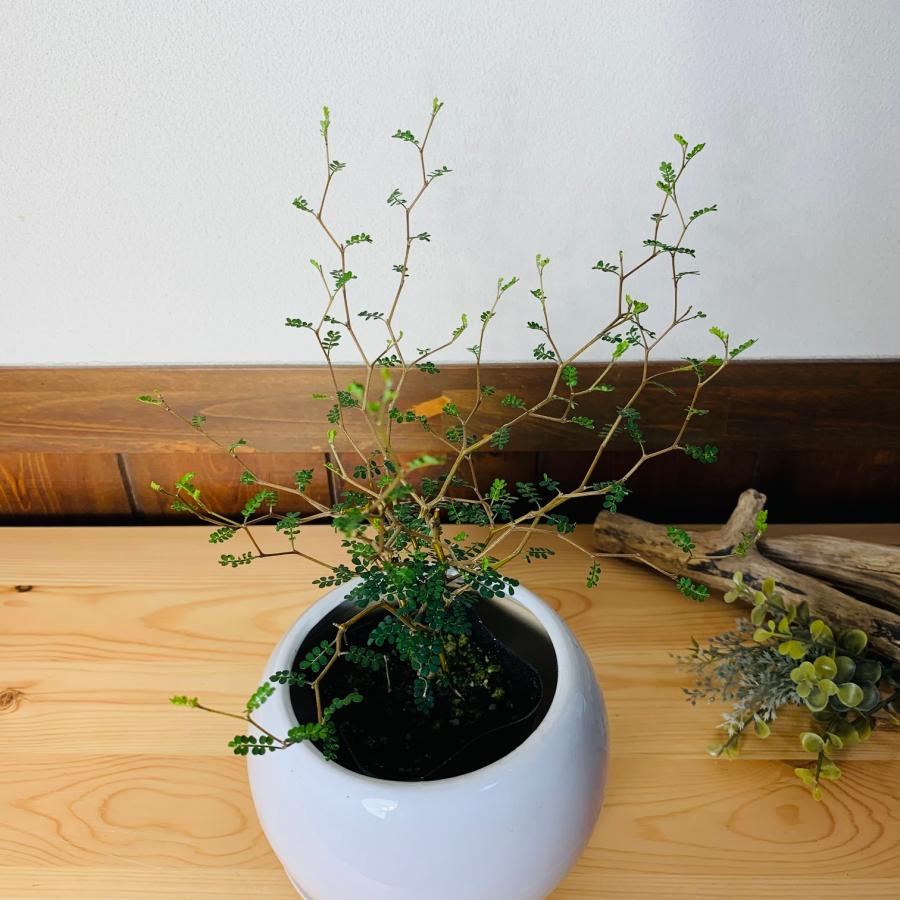 観葉植物　おしゃれ　メルヘンの木　4号鉢　　たまご陶器鉢　受け皿付き　ギフト　引っ越し　開店　 |  | 01