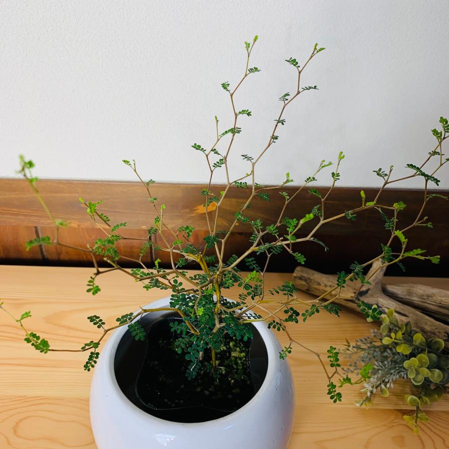 観葉植物　おしゃれ　メルヘンの木　4号鉢　　たまご陶器鉢　受け皿付き　ギフト　引っ越し　開店　 |  | 02