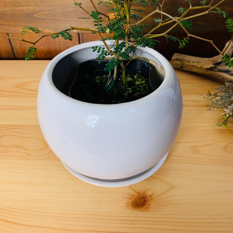 観葉植物　おしゃれ　メルヘンの木　4号鉢　　たまご陶器鉢　受け皿付き　ギフト　引っ越し　開店　 |  | 03