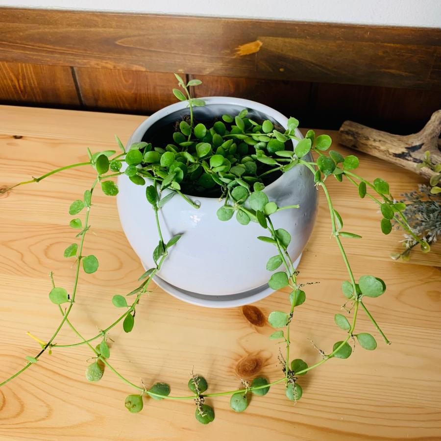 観葉植物 おしゃれ ディスキディア ハートジュエリー 多肉植物 4号鉢