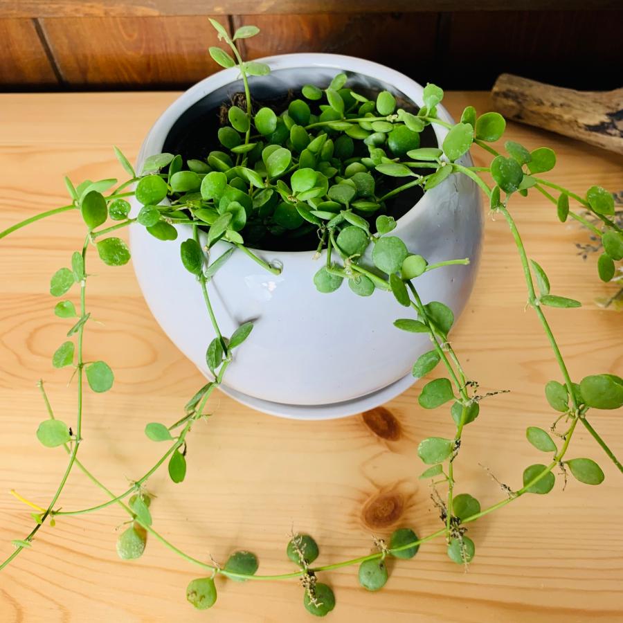 観葉植物　おしゃれ　ディスキディア　ハートジュエリー　多肉植物　4号鉢　たまご陶器鉢　受け皿付き |  | 02