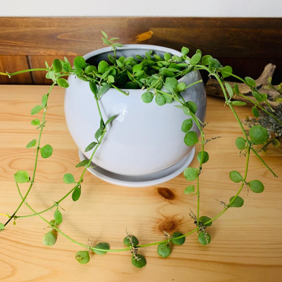 観葉植物 おしゃれ ディスキディア ハートジュエリー 多肉植物 4号鉢