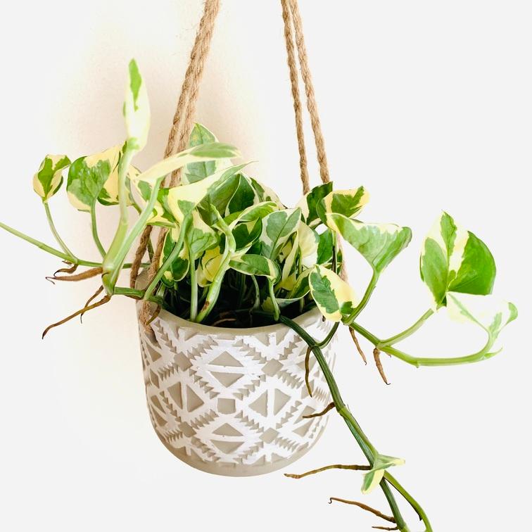 おしゃれ 観葉植物 吊り下げ ポトス エンジョイ エスニックプランター