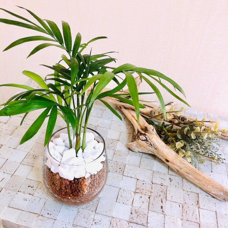 インテリア セット ガジュマル テーブルヤシ ハイドロカルチャー ラウンドグラス 観葉植物 引っ越し祝い 開店祝い 23 Lovely Pocket 通販 Yahoo ショッピング