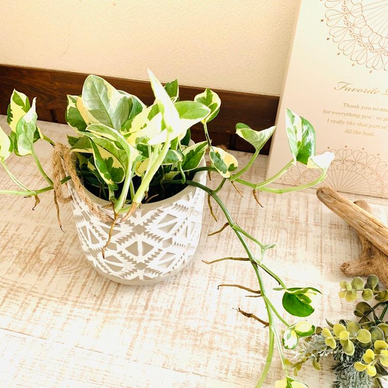 おしゃれ 観葉植物 吊り下げ ポトス エンジョイ エスニックプランター