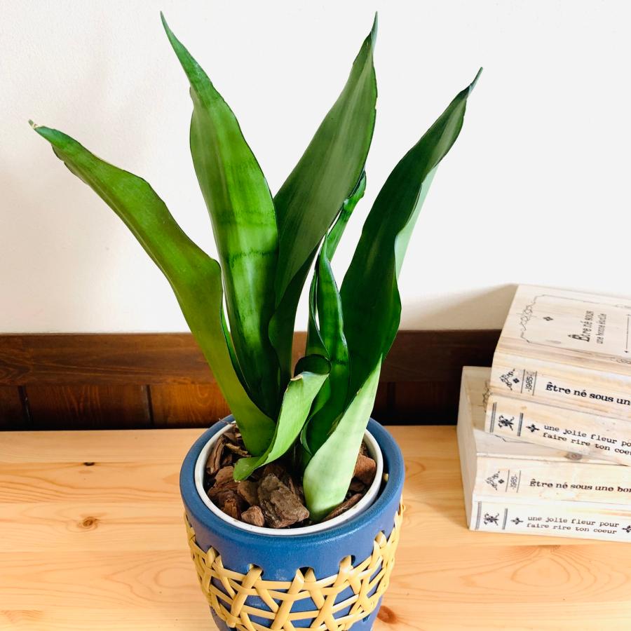 観葉植物 おしゃれ サンスベリア シルバーキング 紫万年青 5号 ラタン