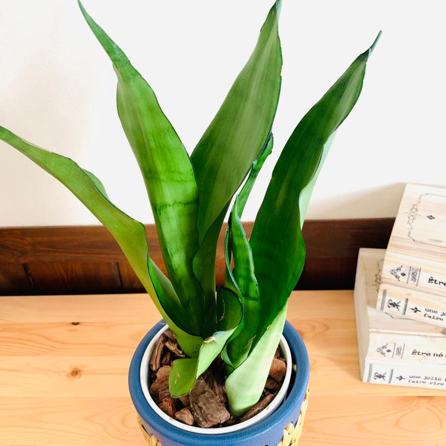 観葉植物　おしゃれ　サンスベリア　シルバーキング　紫万年青　5号　ラタン鉢　青　インテリア　引っ越し　ギフト |  | 02