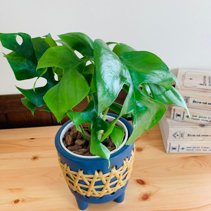 おしゃれ　　観葉植物　モンステラ　4号　ラタン鉢　青　陶器鉢　インテリア　ギフト |  | 01