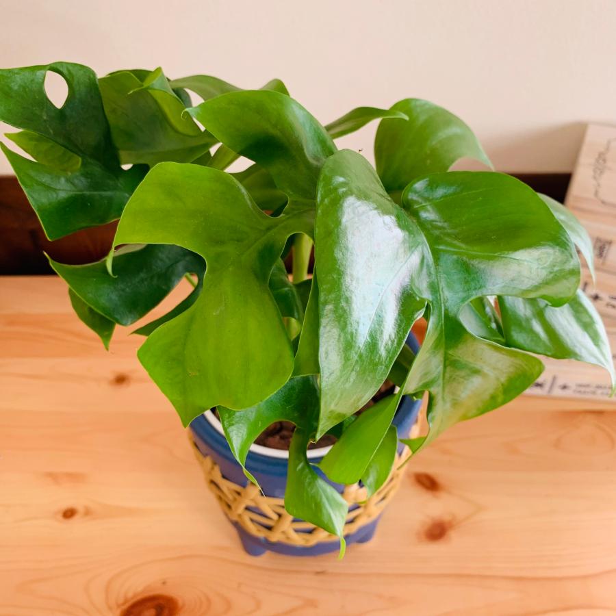 おしゃれ　　観葉植物　モンステラ　4号　ラタン鉢　青　陶器鉢　インテリア　ギフト |  | 02