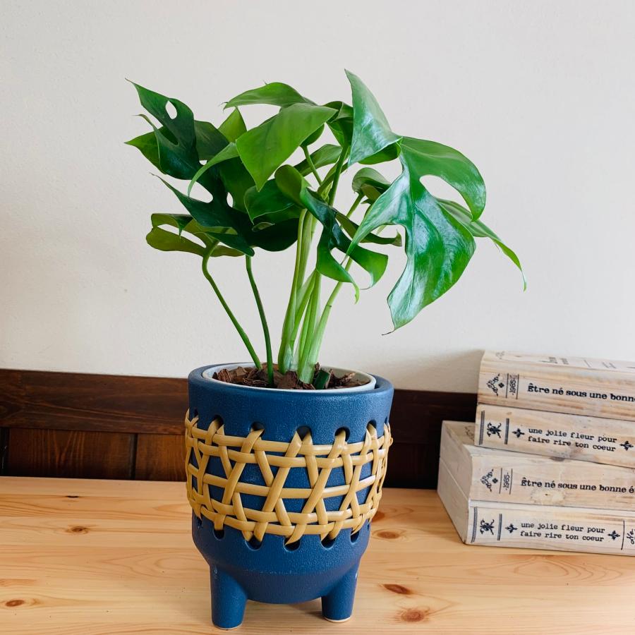 おしゃれ　　観葉植物　モンステラ　4号　ラタン鉢　青　陶器鉢　インテリア　ギフト |  | 03