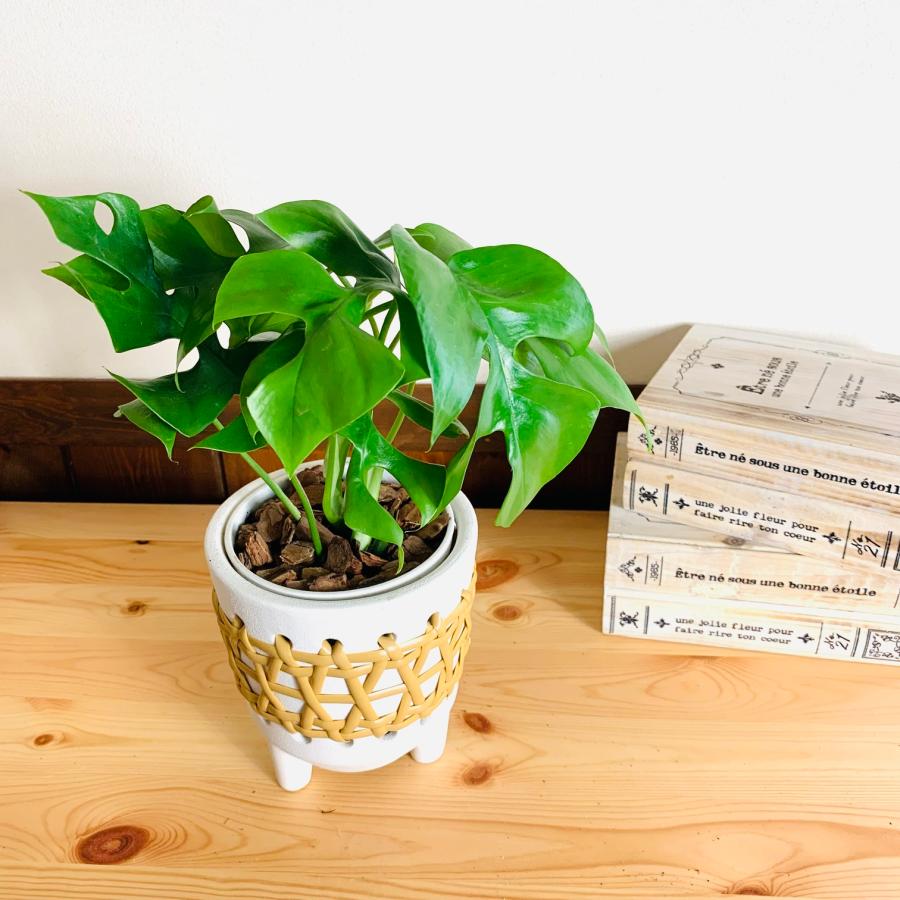 おしゃれ　　観葉植物　モンステラ　　4号　ラタン鉢　ホワイト　陶器鉢　インテリア　引っ越し　 | 