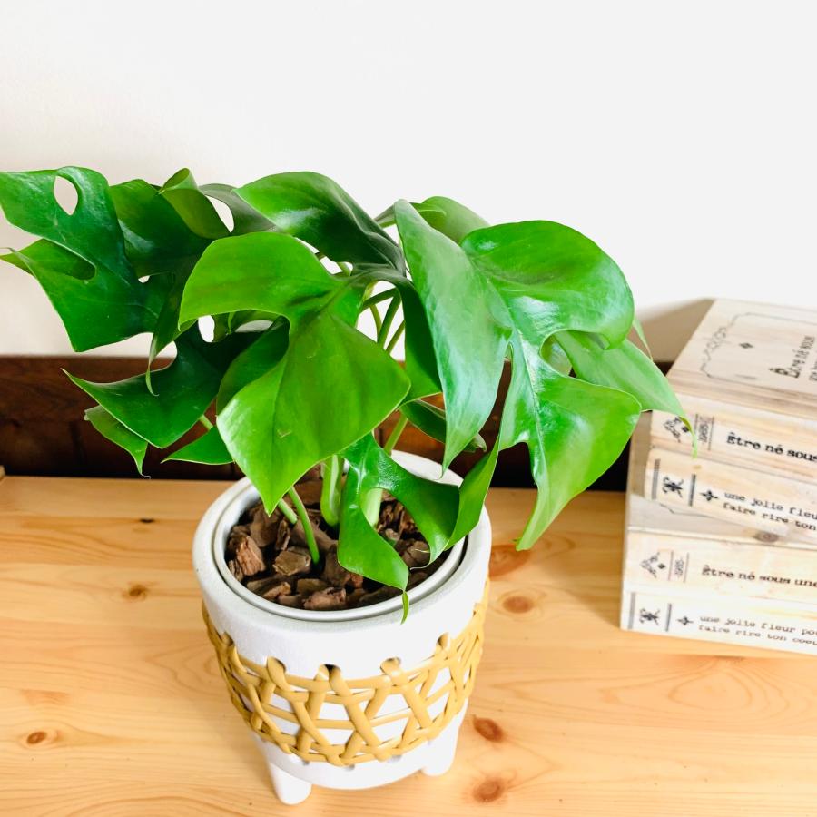 おしゃれ　　観葉植物　モンステラ　　4号　ラタン鉢　ホワイト　陶器鉢　インテリア　引っ越し　 |  | 01