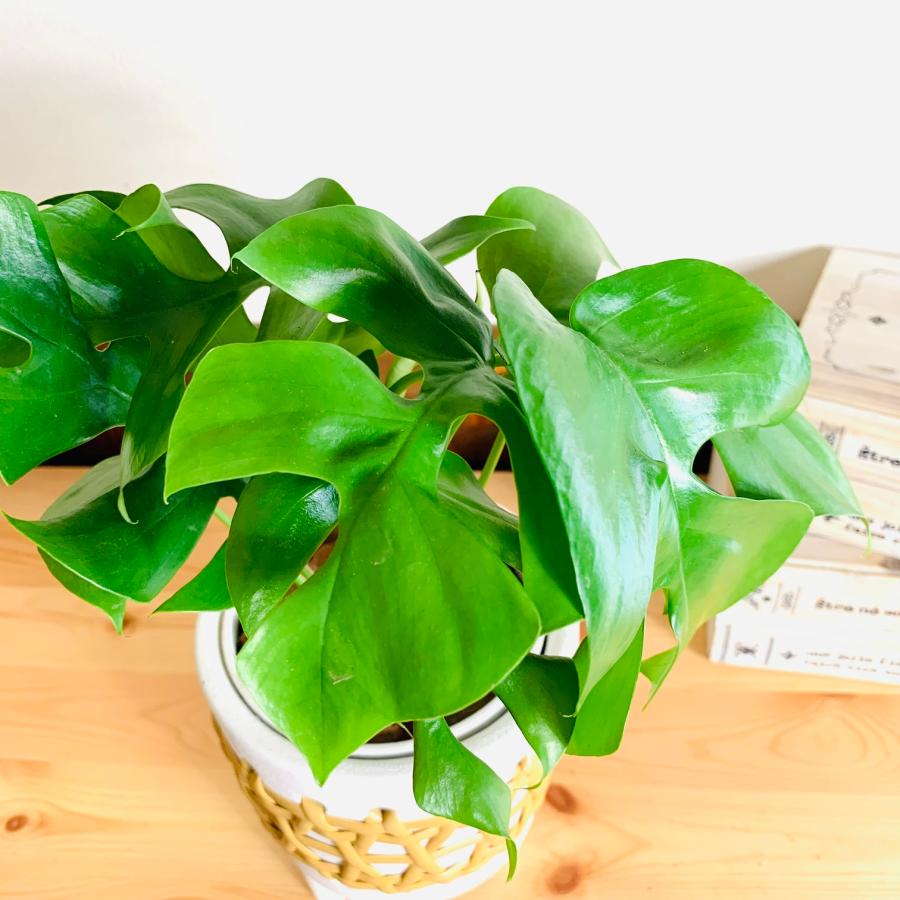 おしゃれ　　観葉植物　モンステラ　　4号　ラタン鉢　ホワイト　陶器鉢　インテリア　引っ越し　 |  | 02