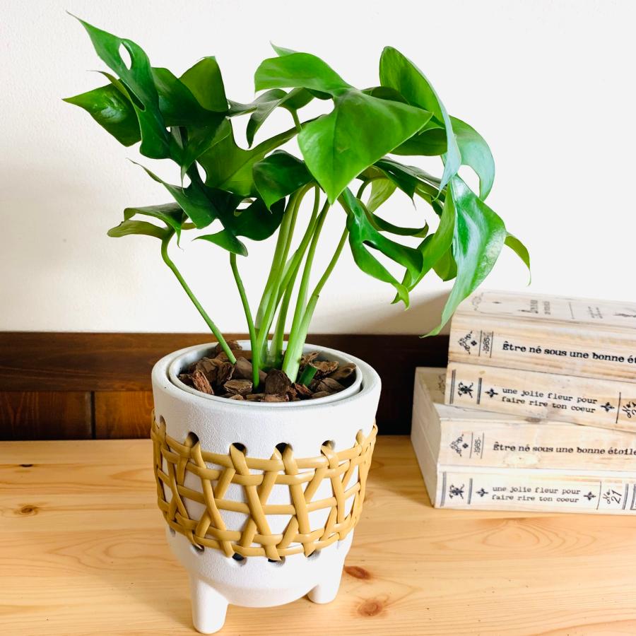 おしゃれ　　観葉植物　モンステラ　　4号　ラタン鉢　ホワイト　陶器鉢　インテリア　引っ越し　 |  | 03