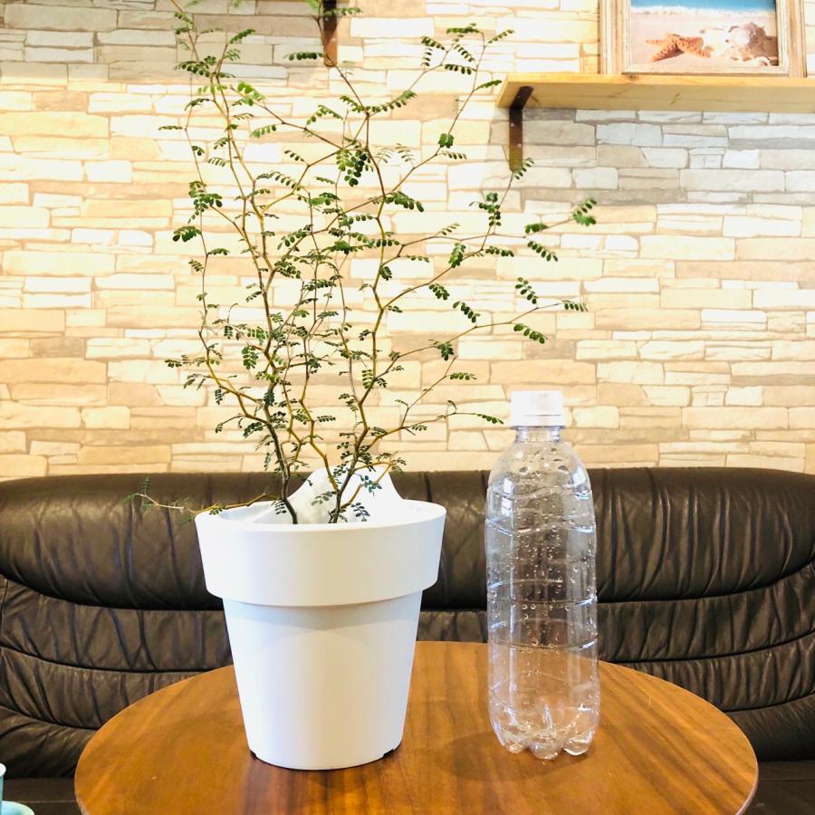 観葉植物　おしゃれ　オーランポット　メルヘンの木　ベラボン植え　観葉植物　インテリア　引っ越し　ギフト |  | 02