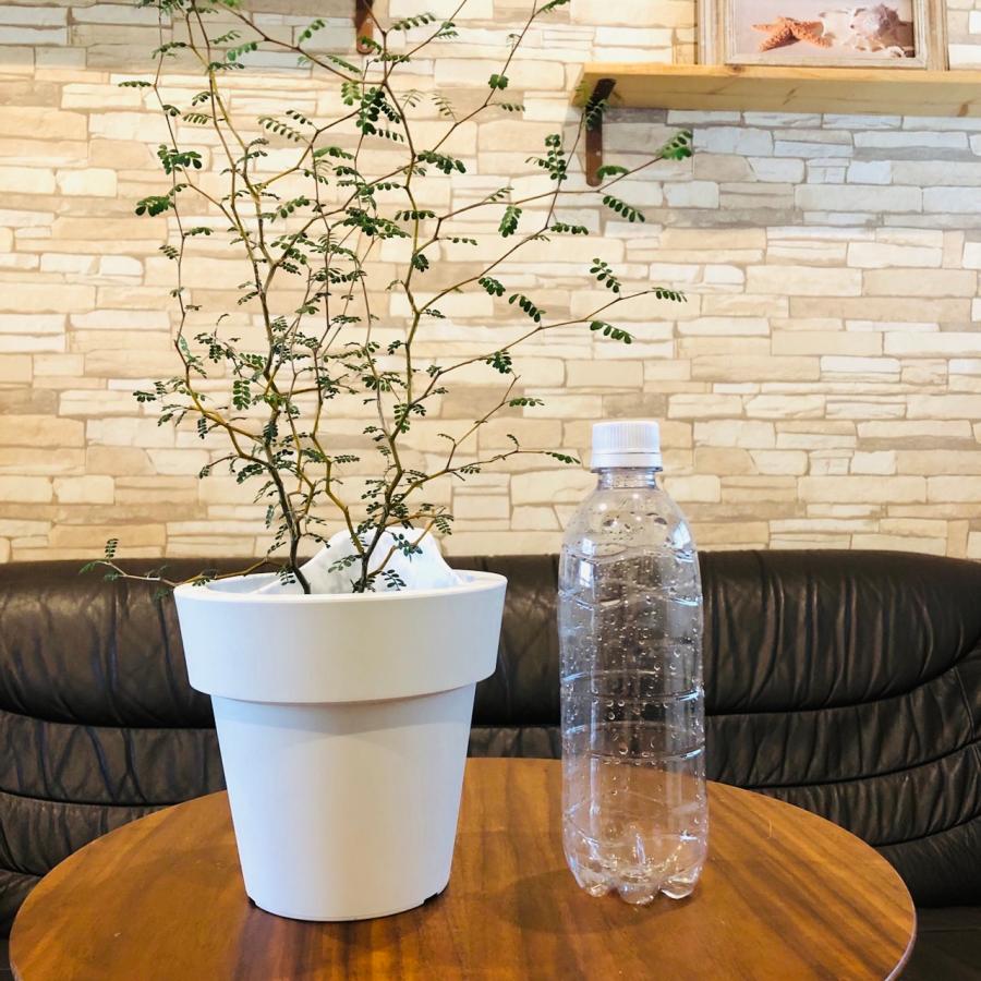 観葉植物　おしゃれ　オーランポット　メルヘンの木　ベラボン植え　観葉植物　インテリア　引っ越し　ギフト |  | 03