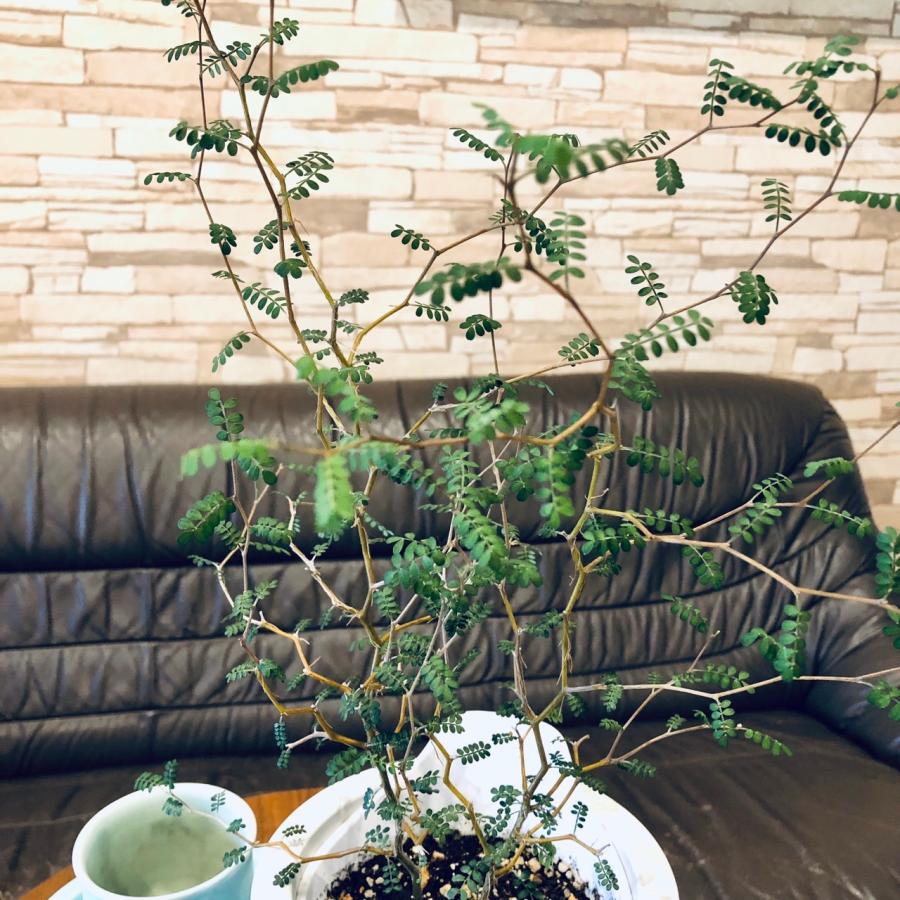 観葉植物　おしゃれ　オーランポット　メルヘンの木　ベラボン植え　観葉植物　インテリア　引っ越し　ギフト |  | 04