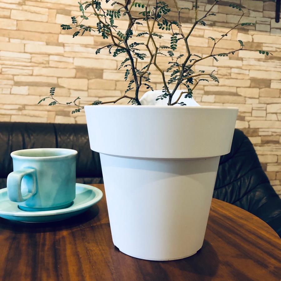 観葉植物　おしゃれ　オーランポット　メルヘンの木　ベラボン植え　観葉植物　インテリア　引っ越し　ギフト |  | 05