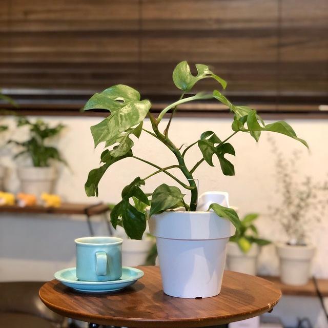 観葉植物　おしゃれ　オーランポット モンステラ　ベラボン植え　観葉植物　インテリア　引っ越し　ギフト | 